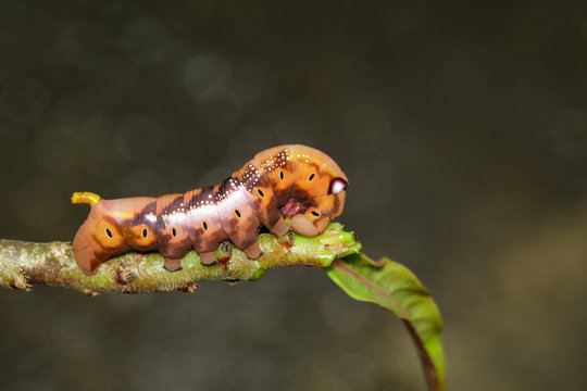 Image of Caterpillar Oleander Hawk-moth (Daphnis nerii) on tree branch. Worm. Insect. Animal.