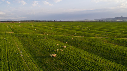 Fototapeta na wymiar Aerial view over a flock of sheep on a farm