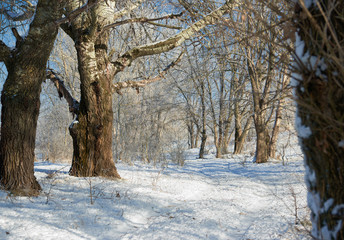 ground road in winter forest, beautiful wild landscape with snow and blue sky, nature concept