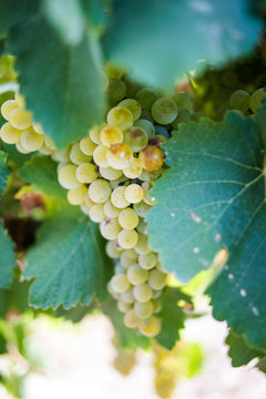 Bunches of ripe grapes ready to be picked on a wine farm in South Africa