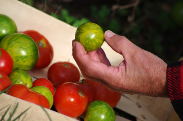 récolte de tomates au potager