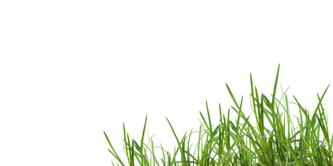 Obraz premium Poster, leaf grass isolated on white background