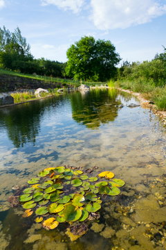 Natural swimming pond or natural swimming pool - NSP - purifying water without chemicals through biological filters and plants