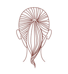 Woman hairstyle ponytail. Back view. Vector illustration.
