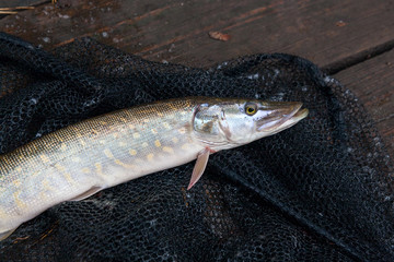 Close up view of big freshwater pike lies on black fishing net..