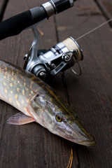 Freshwater pike and fishing equipment lies on wooden background..