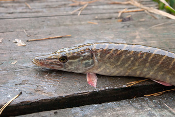 Freshwater pike fish on vintage wooden background.