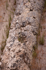 Versteinerter Baumstamm III