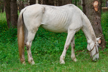 A white horse is eating grass. Tourist base in the forest.