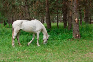 Obraz na płótnie Canvas A white horse is eating grass. Tourist base in the forest.