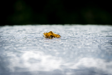 Leaf on the surface