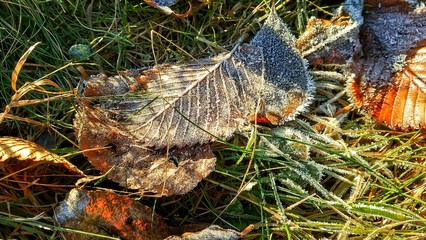 Fallen leaves on the grass