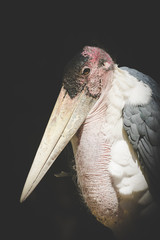 Close up view of a marabou stork in a zoo