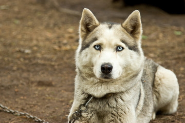 Kennel for dogs breed Husky. Tourist base in the forest.