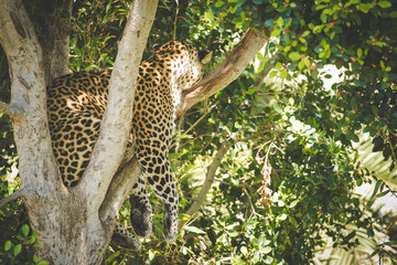 Close up view of a female leopard sleeping in a tree