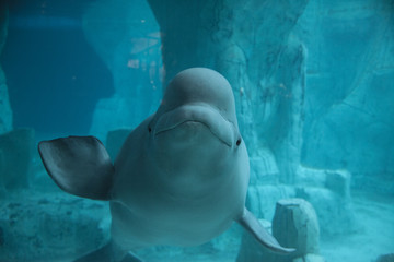 Obraz premium beluga sonriendo en el fondo marino