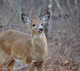 Young Whitetail Deer in My Backyard in Pennsylvania