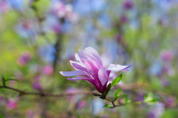 Fototapeta na wymiar Beautiful and tender pink magnolia flower with selective focus