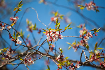 Details of nature. Flowering spring tree