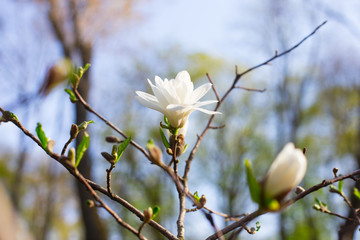White beautiful magnolia flower with selective focus bright sunny day