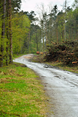 Fototapeta na wymiar Kręta błotnista droga w lesie oraz drewno w sągach.