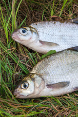 Freshwater common bream and white bream or silver bream fish on natural background..