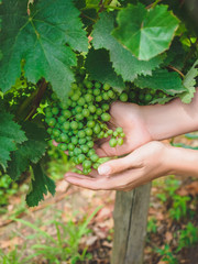 Naklejka na ściany i meble cropped shot of person holding green grapes at vineyard in Georgia