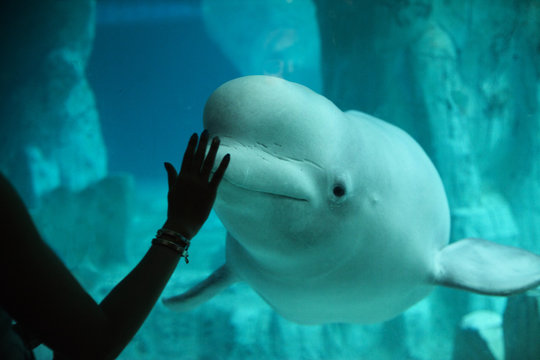 Beluga comunicandose con un humano