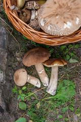 Groups of porcini mushrooms (Boletus edulis, cep, penny bun, porcino or king bolete) and wicker...
