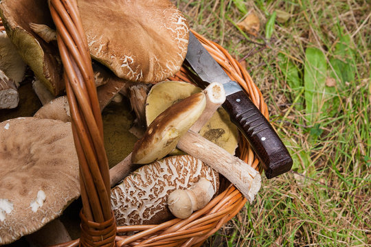 Porcini mushrooms (Boletus edulis, cep, penny bun, porcino or king bolete) in the wicker basket on natural background..