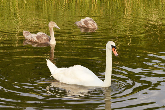 White swan swims with gray ducklings in a pond