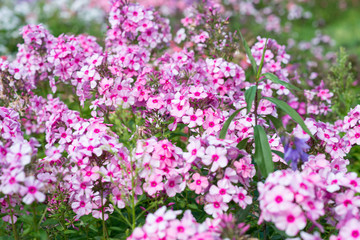 Flowers pink phloxes grow in the garden