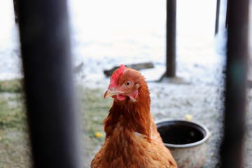 The young brown neck of hen and face of the hen behind fence