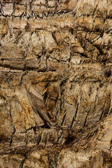 close-up view of brown palm tree stem texture