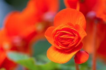 Fototapeta na wymiar a orange flower on green garden background