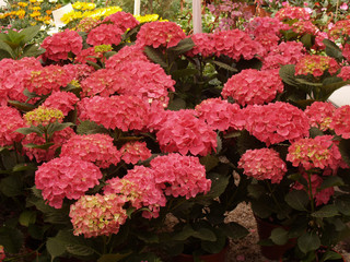 A lot of red flowers