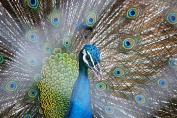 Obraz premium Head peacock in the cage is blur