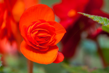 a orange flower on green garden background