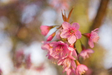 Fototapeta na wymiar Beautiful Wild Himalayan Cherry blossom, Thai Sakura flower.