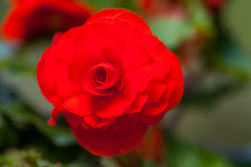 a red rose on green garden background