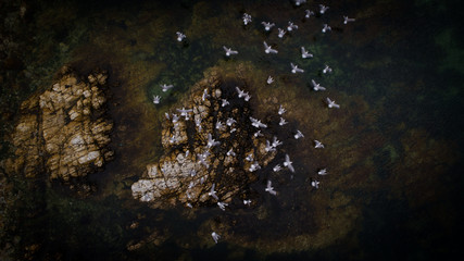 Aerial photo taken with a drone from above as a flock of seagulls fly of their perch in the ocean