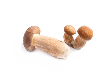 Several porcini mushrooms known as boletus edulis isolated on white background.