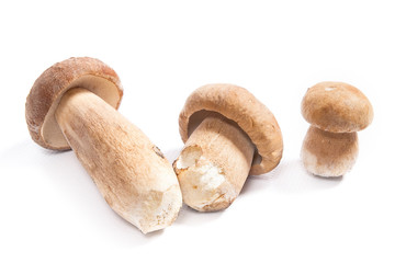 Several porcini mushrooms known as boletus edulis isolated on white background.