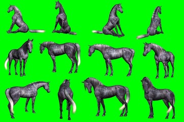 Collezione su sfondo chroma key di pose di cavallo arabo
