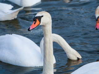 Naklejka premium Swan swimming on river