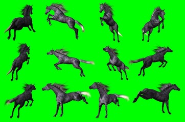 Collezione su sfondo chroma key di pose di cavallo arabo