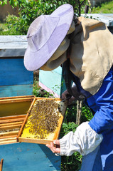 Beekeeper is working with bees and beehives on the apiary. Beekeeper with smoker controlling beehive and comb frame