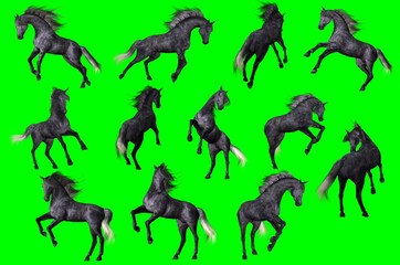Collezione su sfondo chroma key di pose di cavallo arabo