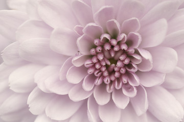 Fototapeta premium chrysanthemum pink