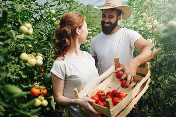 Obraz premium Young couple of farmers working in greenhouse